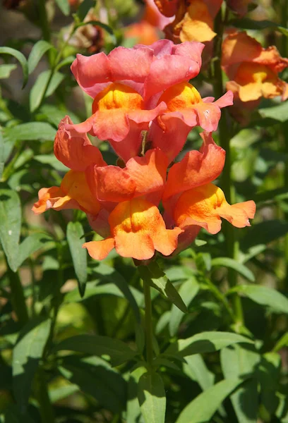 Snapdragons Antirrhinum Majus Make Colorful Statement Garden Upright Flower Stalks — Stock Photo, Image