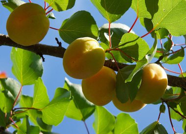 Yazın başında ağaçta güzel kayısı meyveleri
