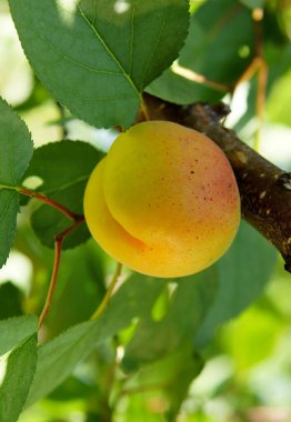 Yazın başında ağaçta güzel kayısı meyveleri