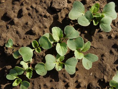 Baharın başlarında bahçede genç turplar filizleniyor.