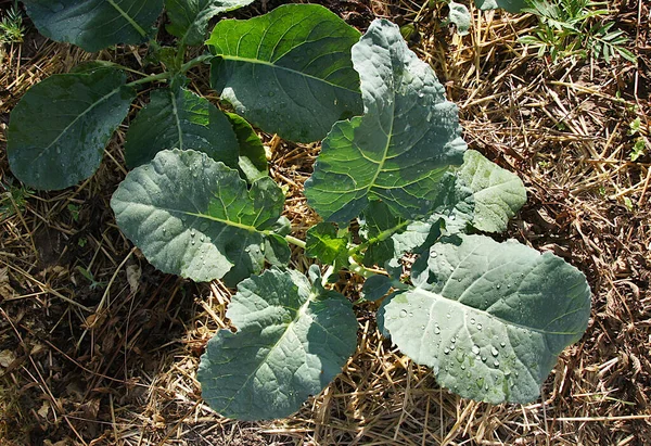 Young Cabbage Plants Straw Mulch Field Organic Farm — Stock Photo, Image