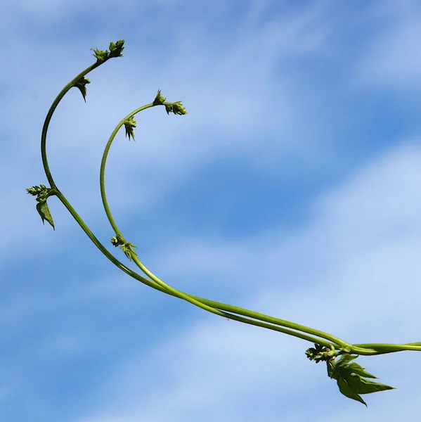 Длинные Зеленые Лозы Молодые Листья Бобов Phaseolus — стоковое фото