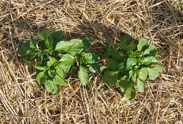 Paprika Capsicum Annuum Pflanzen Und Stroh Mulch Auf Einem Feld — Stockfoto