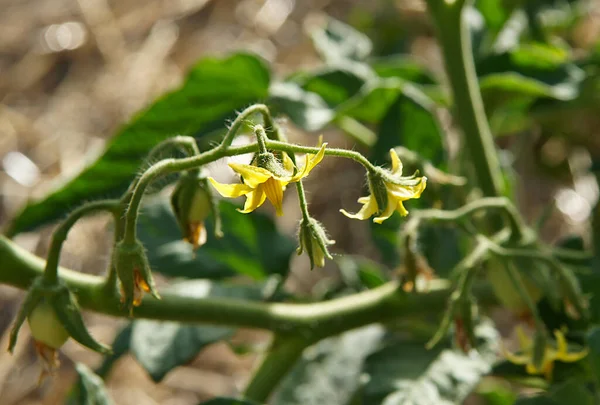 Tomat Växt Fragment Med Några Gula Blommor — Stockfoto