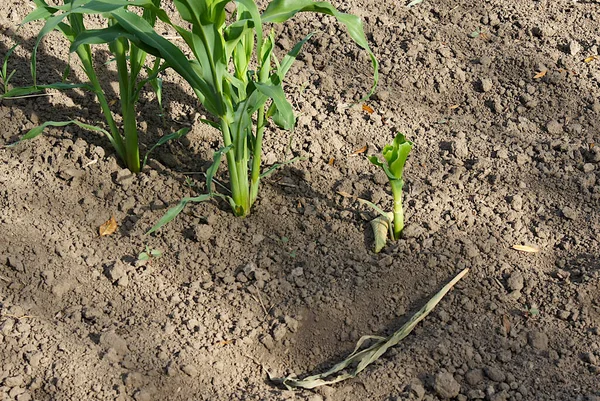 Зайцы Наносят Незначительный Ущерб Таким Культурам Кукуруза — стоковое фото