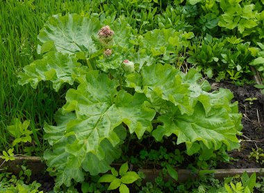 Bahar bahçesinde çiçek açan ravent (Rheum officinale)