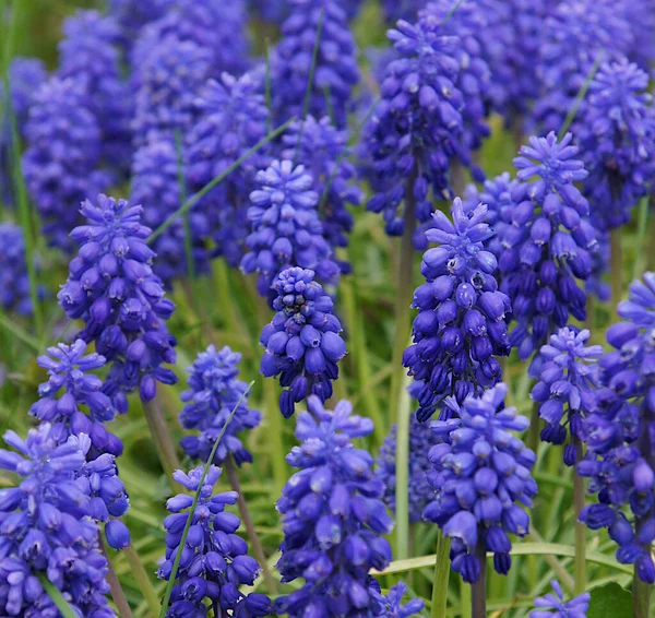 Blue Muscari Muscari Botryoides Early Spring Flowers Photo Local Focus — Stock Photo, Image