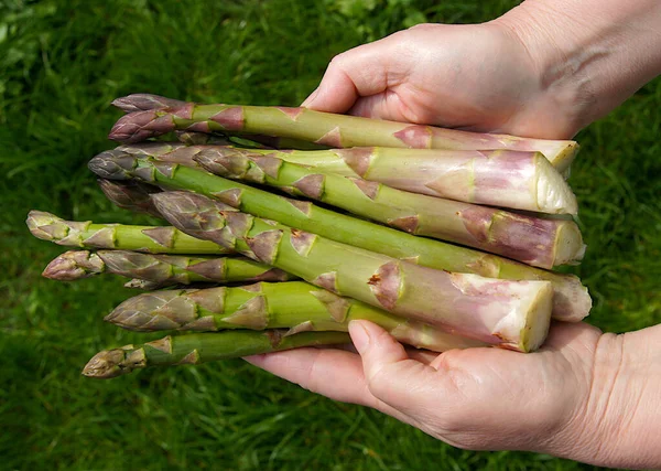 Bunch Fresh Green Asparagus Hands Farmer — Stock Photo, Image