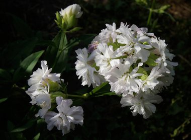Çiçekli pembe terry sabun otu (Saponaria officinalis F. pleniflora