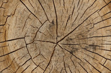 Eski ahşap doku arka plan olarak ağaç halkaları desen detaylar