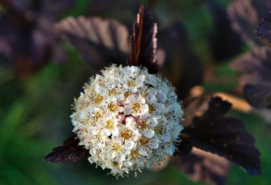 Yazın başında sık görülen dokuz kabuğun (Physocarpus opulifolius) enfloresansı