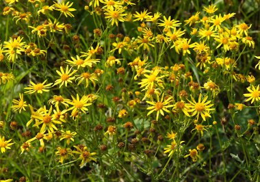 Sarı turp çiçekleri (Jacobaea vulgaris) ayrıca ragwort ya da ragwort olarak da bilinir.