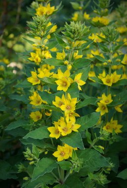 Yazın bahçedeki sarı laosestrife (Lysimachia vulgaris)