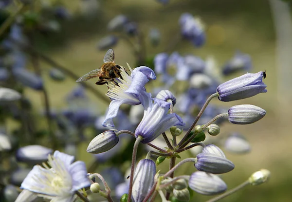 Clematis Vitalba Nın Çiçeklerindeki Arı Yerel Odaklanma Alanın Sığ Derinliğine — Stok fotoğraf