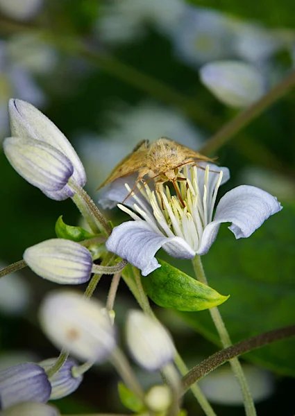 Motýl Agrius Convolvuli Květinách Clematis Vitalba Obrázek Lokálním Zaměřením Mělkou — Stock fotografie