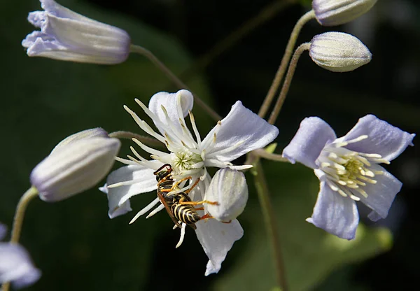 Wasp on the flowers of Clematis vitalba. Image with local focusing and shallow depth of field