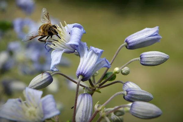 Пчела Цветах Клематис Vitalba Изображение Локальной Фокусировкой Поверхностной Глубиной Поля — стоковое фото