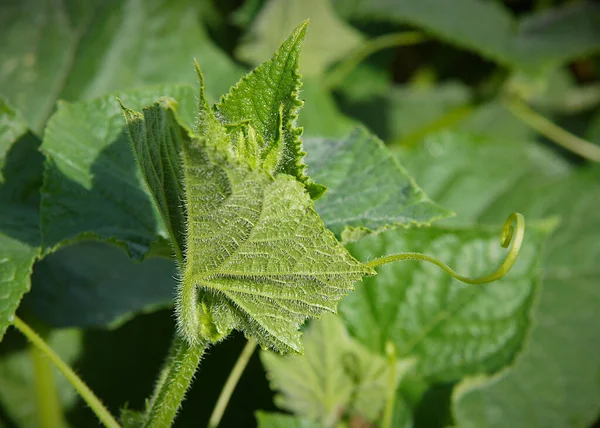 Fragment Cucumber Plant Tendrils Image Local Focusing Shallow Depth Field — Stock Photo, Image