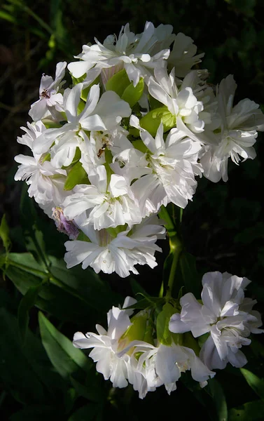 Mýdlová Pěna Růžová Saponaria Officinalis Pleniflora — Stock fotografie