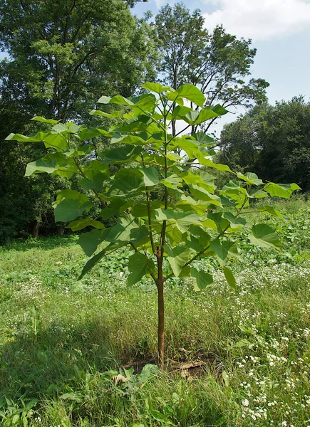 Ein Junger Baum Von Paulownia Tomentosa Wächst Garten — Stockfoto