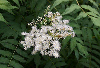 Sorbaria sorbifolia enfeksiyonu ya da bahçedeki sahte spiraea. Yerel odaklanma ve alanın sığ derinliğine sahip resim