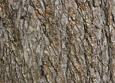 Arkaplan için karaağaç kabuğu stokastik dokusu
