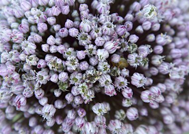 Pırasanın çiçek tomurcuklarıyla enfeksiyon (Allium porrum)