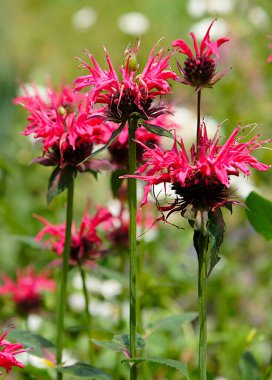 Çiçekli Arı Merhemi (Monarda Didyma) yazın Ukrayna 'da bahçede yetişir.