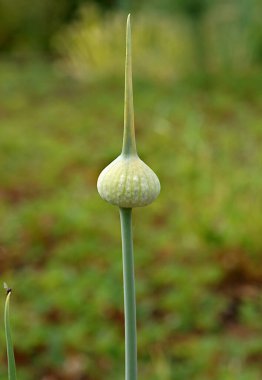 Galic (Allium sativum) ampullü küresel çıkıntı