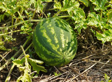 Sebze yatağında olgun karpuz (Citrullus lanatus) meyvesi