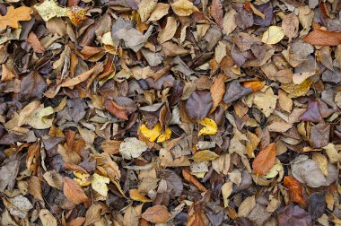 Çimlerin üzerindeki ağaçların çok renkli kuru yaprakları doğal bir gruptur.