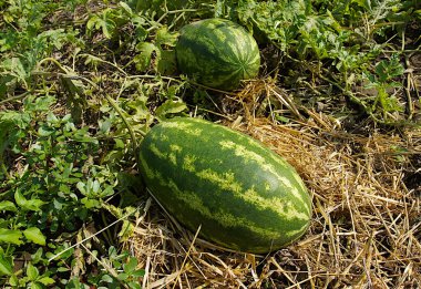 Sebze yatağında olgun karpuz (Citrullus lanatus) meyvesi