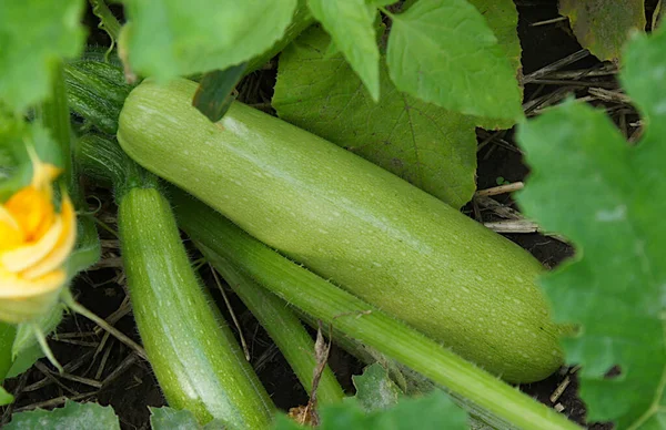 Young fruits of summer squash on the vegetable bed