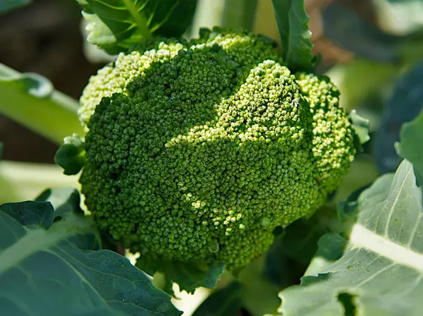 Edible green large flowering head of Broccoli (Brassica oleracea)