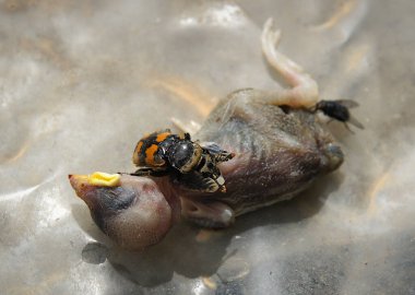 Burying beetle or sexton beetle (Nicrophorus interruptus) examines its food clipart