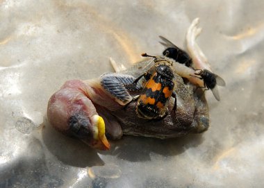 Burying beetle or sexton beetle (Nicrophorus interruptus) examines its foo clipart