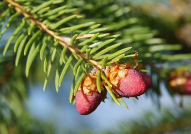 Avrupa ladini ya da Norveç ladini (Picea abies) genç dişi kozalaklarla açmakta.