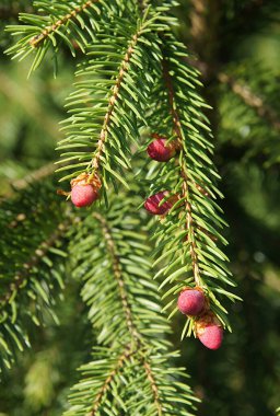 Avrupa ladini ya da Norveç ladini (Picea abies) genç dişi kozalaklarla açmakta.