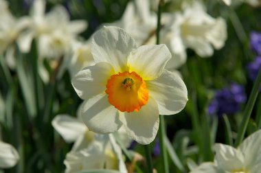 İlkbaharda taze beyaz nergis çiçek