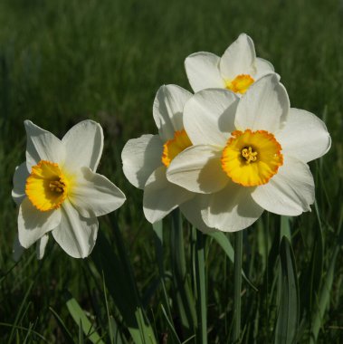 İlkbaharda taze beyaz nergis çiçek 