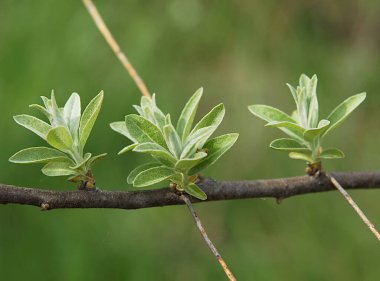 Gümüş çilek (Elaeagnus commutata) veya kurt-villalar ilkbaharda solgun yeşil yapraklar ve tomurcuklar