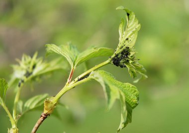 Yaprak biti (Aphidoidea) kartopu yapraklarda