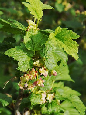 Bahar başında taze üzümlü taze yapraklar ve çiçekler.