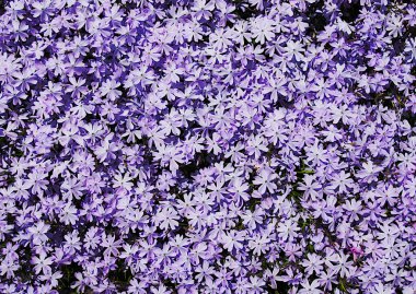 Doğal bir arkaplan olarak sürünen phlox (Phlox subulata) çiçekleri ve yaprakları
