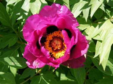 Güzel şakayık (peeonia suffruticosa) çiçekleri baharda bahçede