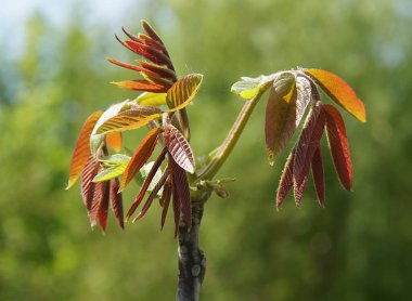 Baharın ilk yapraklarıyla genç ceviz filizleri