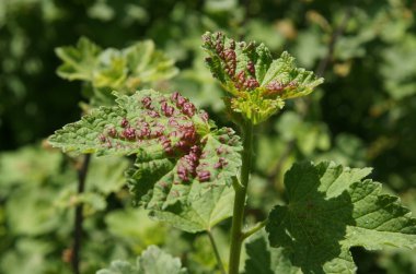 Frenk üzümü yapraklarındaki kırmızı noktalar mantar Gloeosporium ve Colletotrichum enfeksiyonunu gösteriyor.