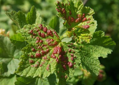 Frenk üzümü yapraklarındaki kırmızı noktalar mantar Gloeosporium ve Colletotrichum enfeksiyonunu gösteriyor.
