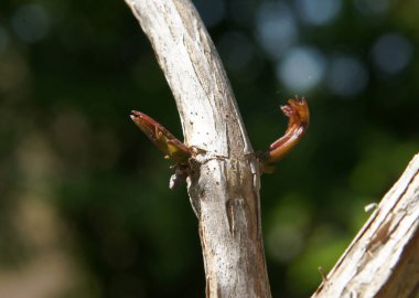 The first shoots of trumpet creeper (Campsis) in spring. Image with local focusing and shallow depth of field clipart