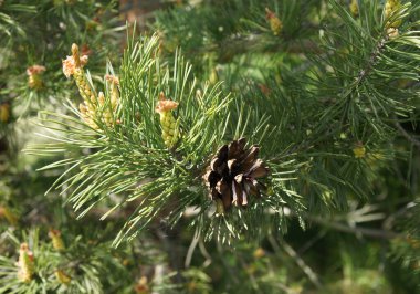 Bahar ormanlarında genç filizler ve Avrupa kırmızı çam (Pinus sylvestris) külahı